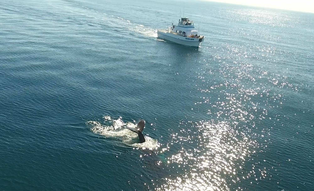 Redondo Beach Sportfishing Whale Watch 87 Photos 88 Reviews Redondo Beach Sportfishing Whale Watch 87 Photos 88 Reviews Fishing 140 International Boardwalk Ca Phone Number Last Updated
