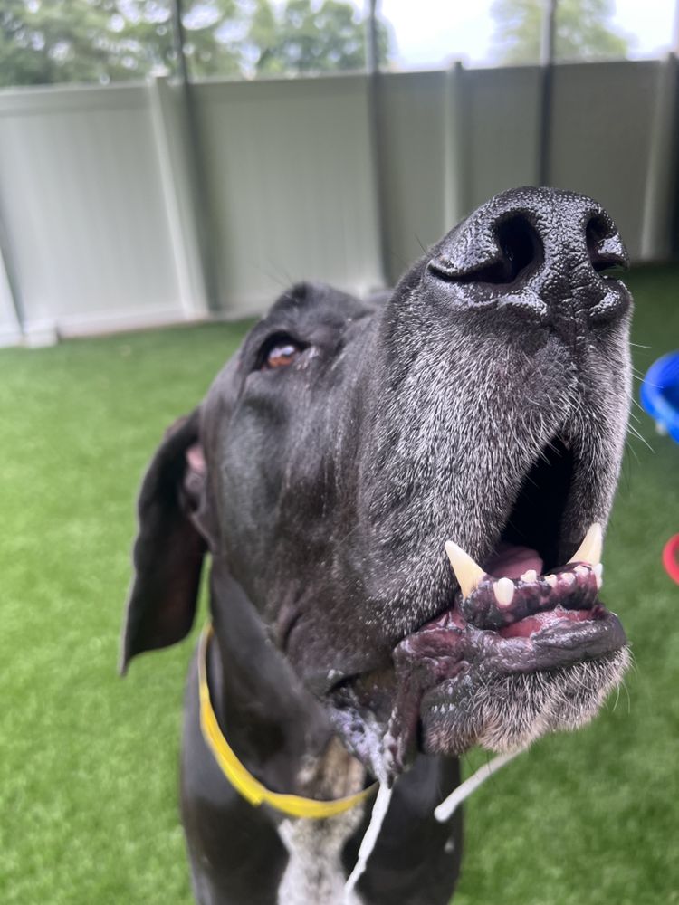 All American Pet Resort - New Bern