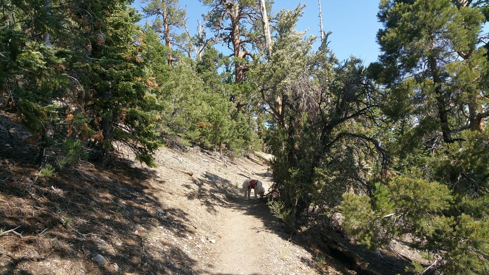 Bonanza Trail 62 Photos Hiking Cold Creek Rd, Las Vegas, NV Yelp