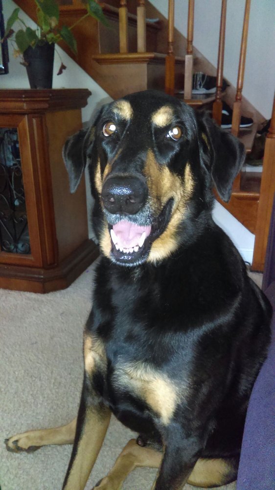 Kim’s Dog Grooming - Pet Groomers - 24924 Gratiot Ave, Eastpointe, MI - Phone Number - Yelp