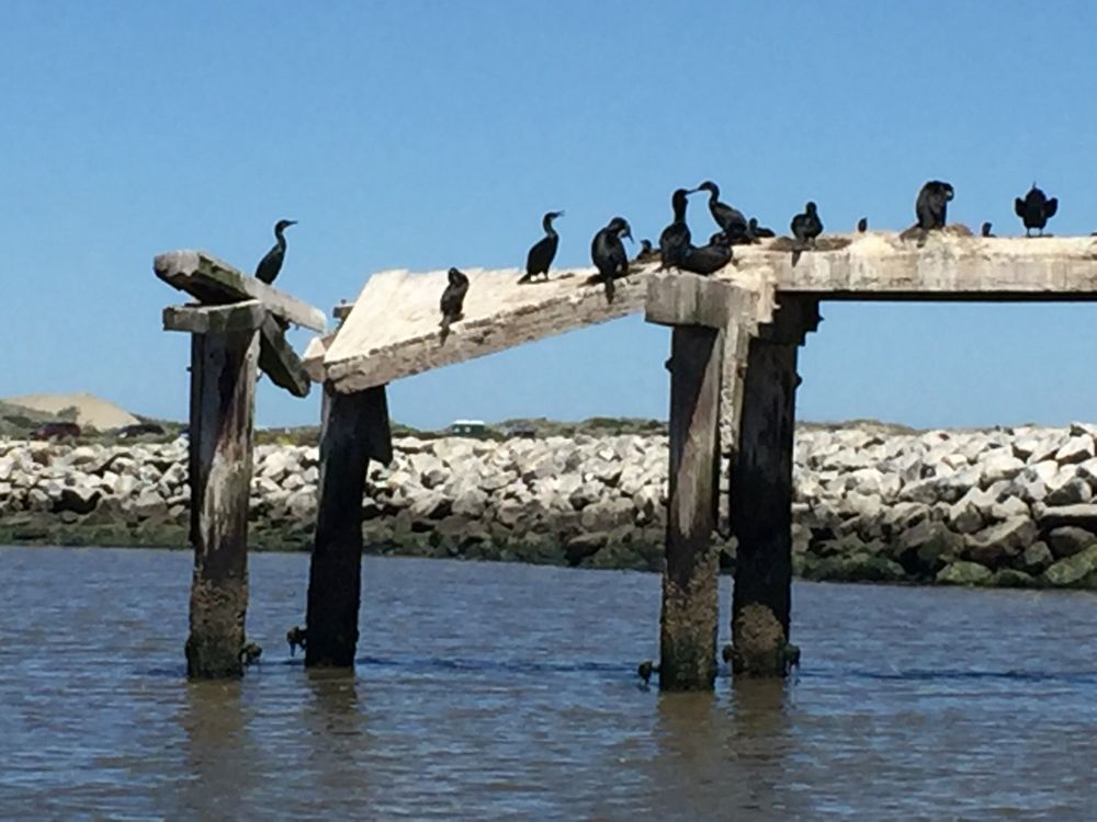 Elkhorn Slough 62 Photos & 19 Reviews Parks 8022 Moss Landing Rd