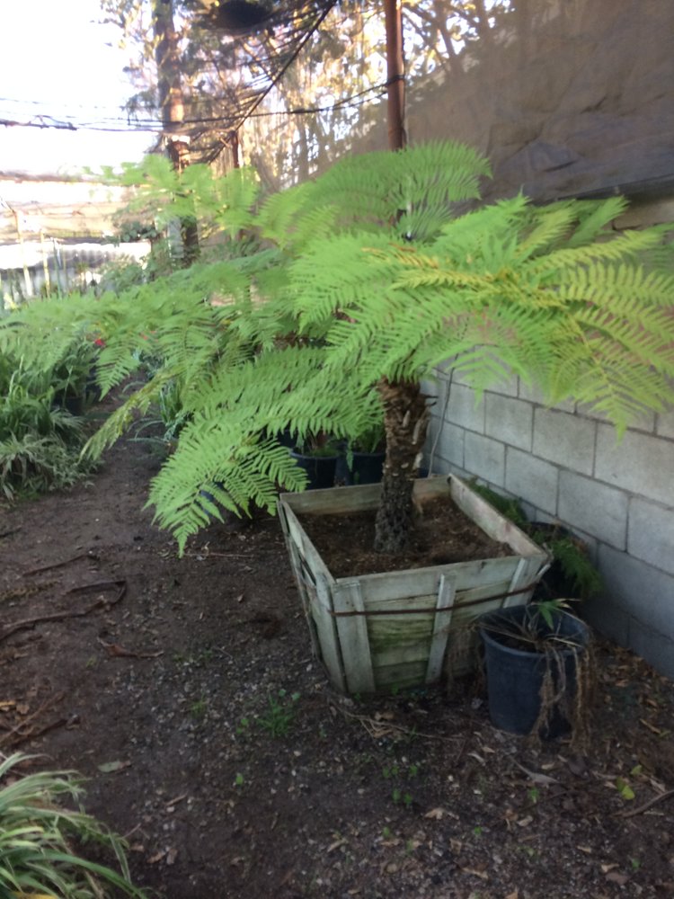 Amigos Nursery 26 Photos Nurseries & Gardening 1420 E 92nd St