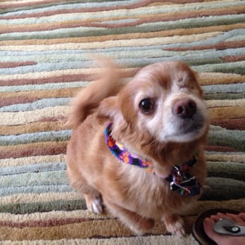 dog groomer denver co dog groomer denver co