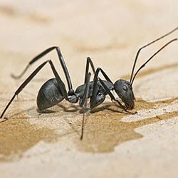 Catch A Critter Pest Control Richmond Heights Oh Phone Number Photo Of Catch A Critter Richmond Heights Oh United States