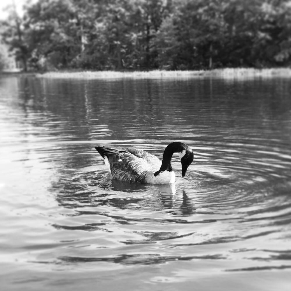 Lake Ridge Park