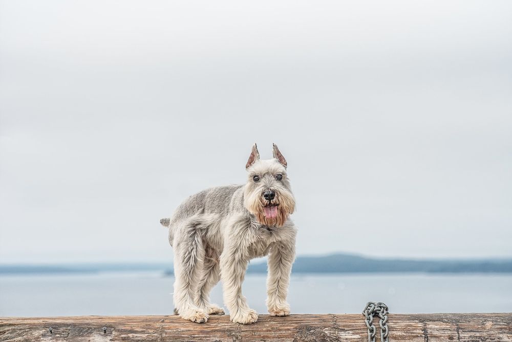 Dirtie Dog Photography