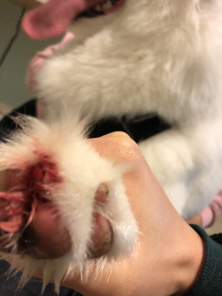 Petco
