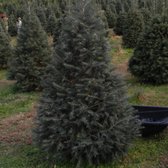 photo of moose apple christmas tree farm berryville va united states beautiful - Moose Apple Christmas Tree Farm photo of moose apple christmas tree farm berryville va united states beautiful - Moose Apple Christmas Tree Farm