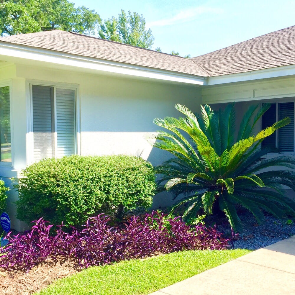Tnt Auto Sales >> Sago Palms are a great touch to any property! - Yelp Tnt Auto Sales >> Sago Palms are a great touch to any property! - Yelp