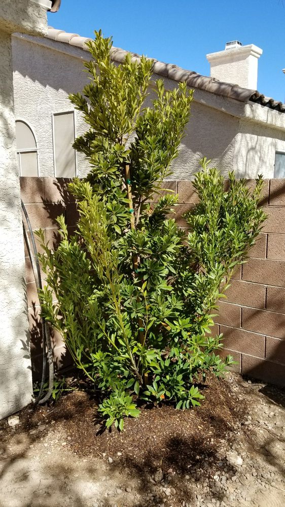 Anese Blueberry Yelp Photo Of Moon Valley Nurseries Las Vegas Nv United States Anese Blueberry