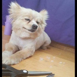 Mobile Dog Grooming Burleson Tx Mobile Dog Grooming Burleson Tx