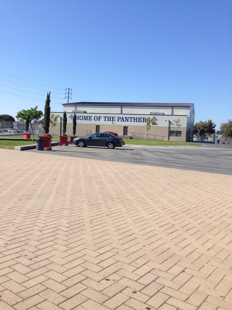 Chat napoleon non standard