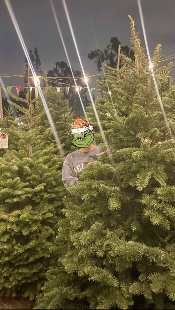 Olympic Christmas Trees