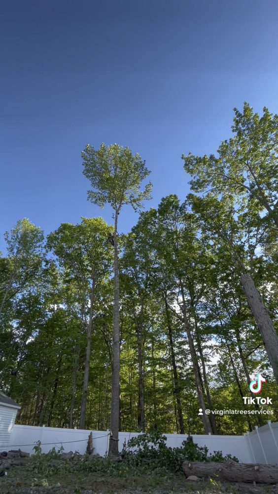 Virginia Tree Services