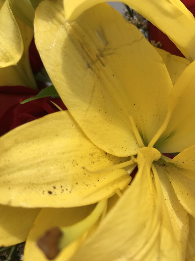 Thrifty Florist Florists 29010 Schoenherr Rd, Warren, MI Phone