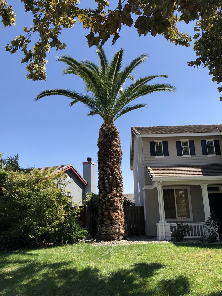 SSAW Tree & Gardening Services