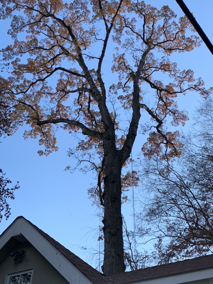 Just-N-Time Tree Service
