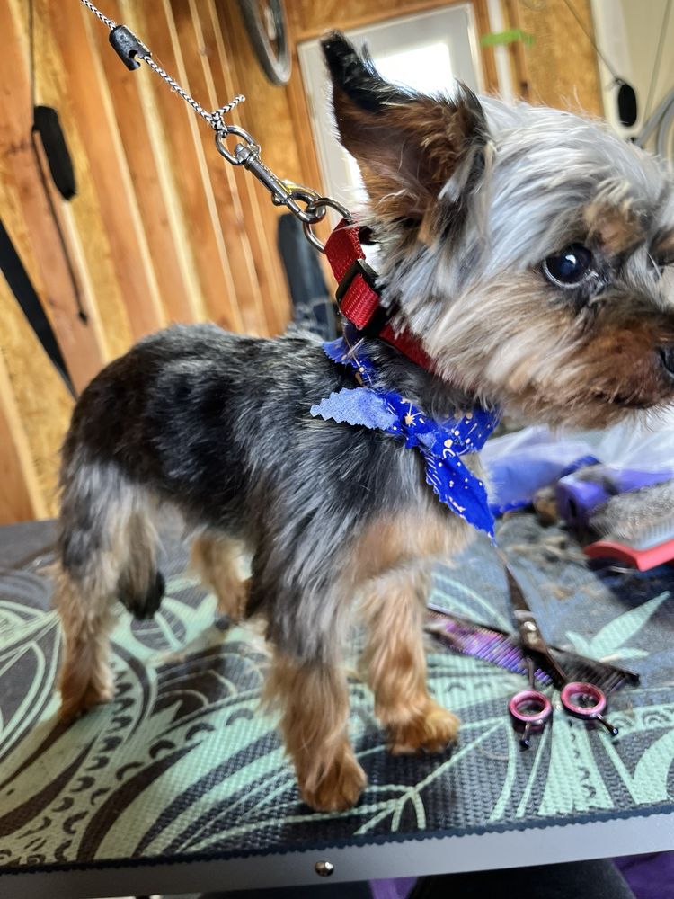 Pinkie’s Pooch Parlor