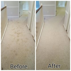 Dr Green Carpet Care 22 Photos 46 Reviews Cleaning Photo Of Dr Green Carpet Care Atlanta Ga United States