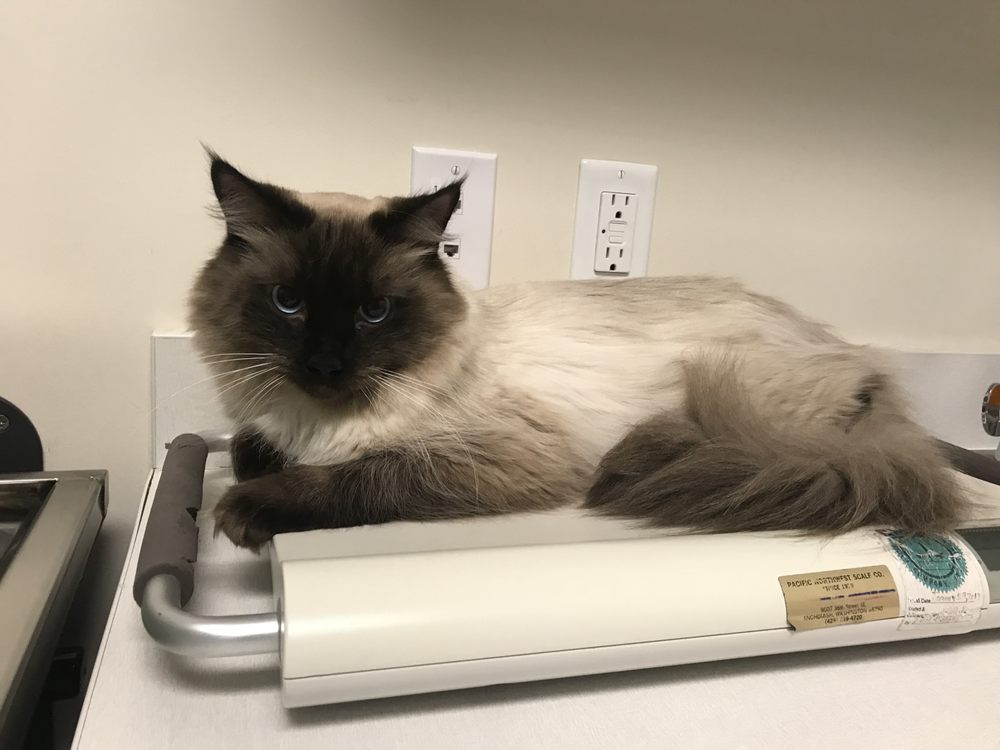 Seattle Veterinary Specialists