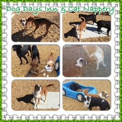 dog days inn dog days inn