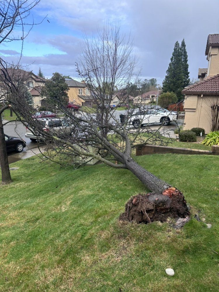 Arbor Evergreen Enterprises