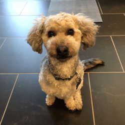 dog grooming rochester ny dog grooming rochester ny