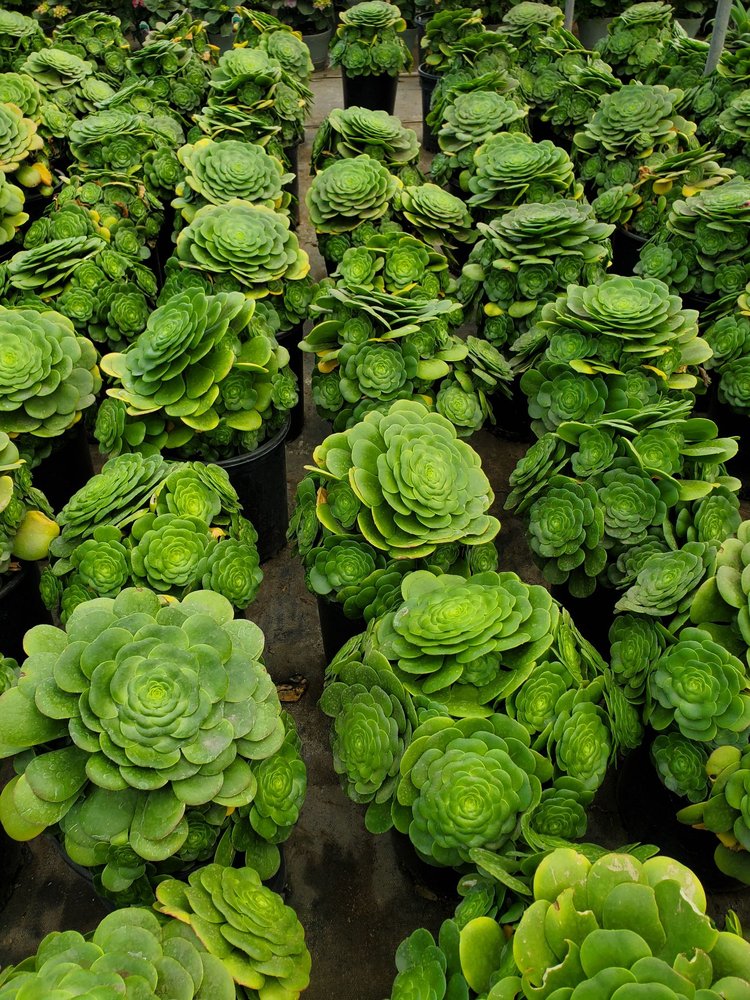 Centenos Nursery & Landscaping