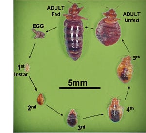 bed bug cycle