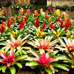 Island View Nursery 10 Reviews Nurseries Gardening 3376 Photo Of Island View Nursery Carpinteria Ca United States