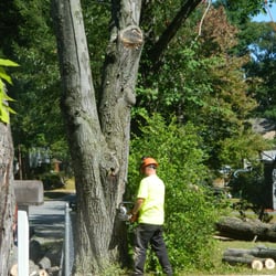 Tree Service Leominster  Photo of Affordable Landscaping & Tree Service - Leominster, MA, United States
