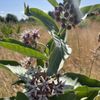 Ankeny National Wildlife Refuge gift card