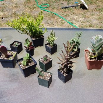 Ventura Cactus And Succulents 31 Photos 29 Reviews Nurseries Photo Of Ventura Cactus And Succulents Ca United States My Haul