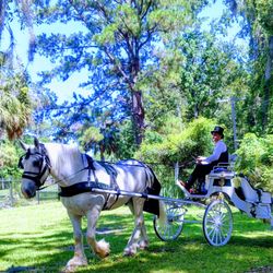 Top 10 Best Carriage Ride In Savannah Ga Last Updated April 2019