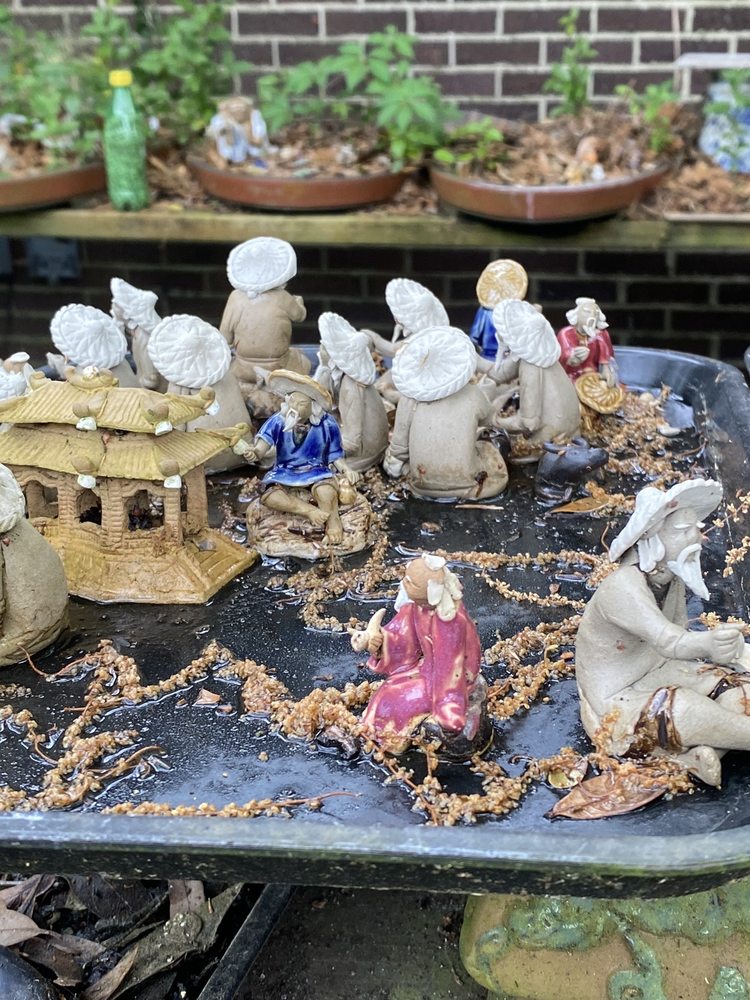 The Painted Lady bonsai