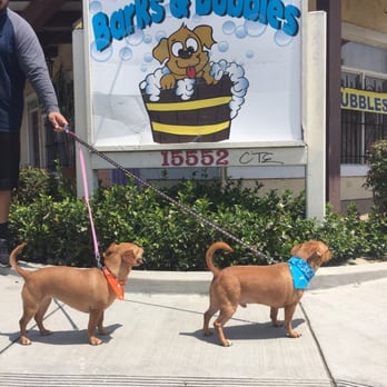 Dog Grooming In La Puente Ca Dog Grooming In La Puente Ca