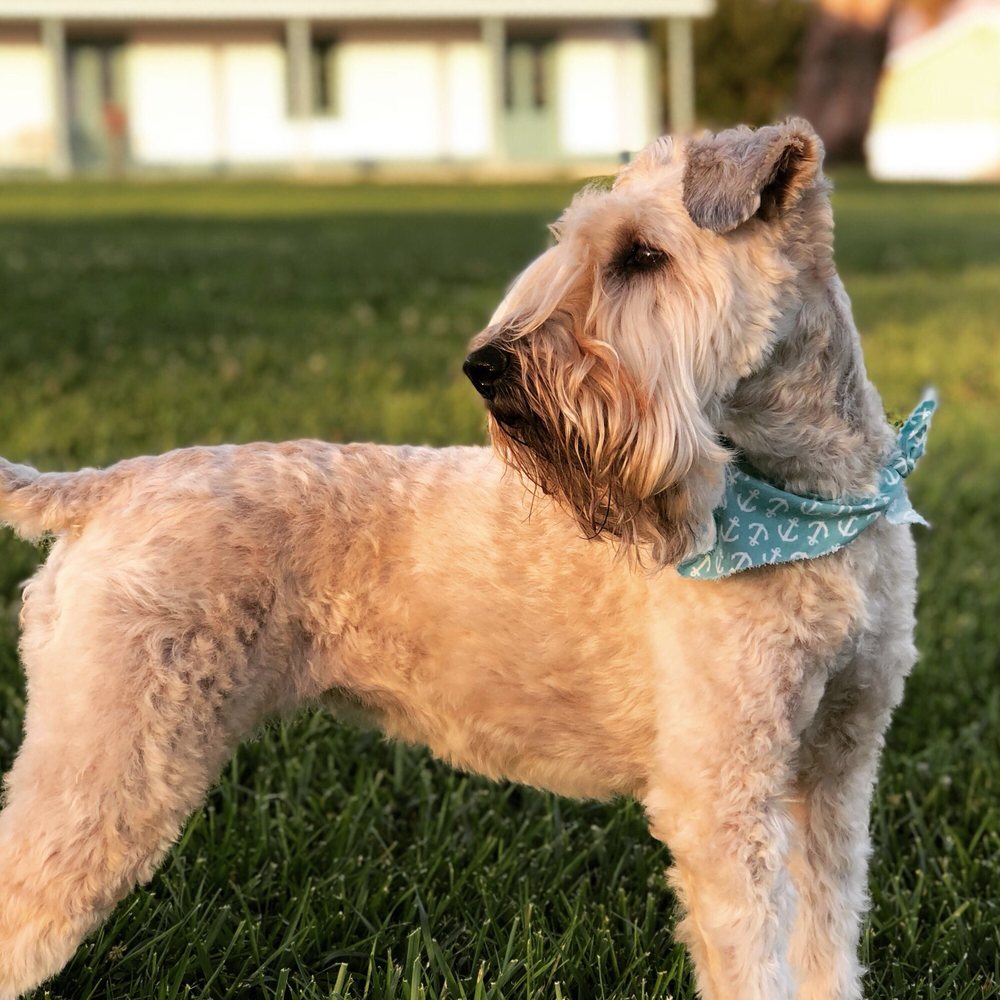 all paws dog grooming