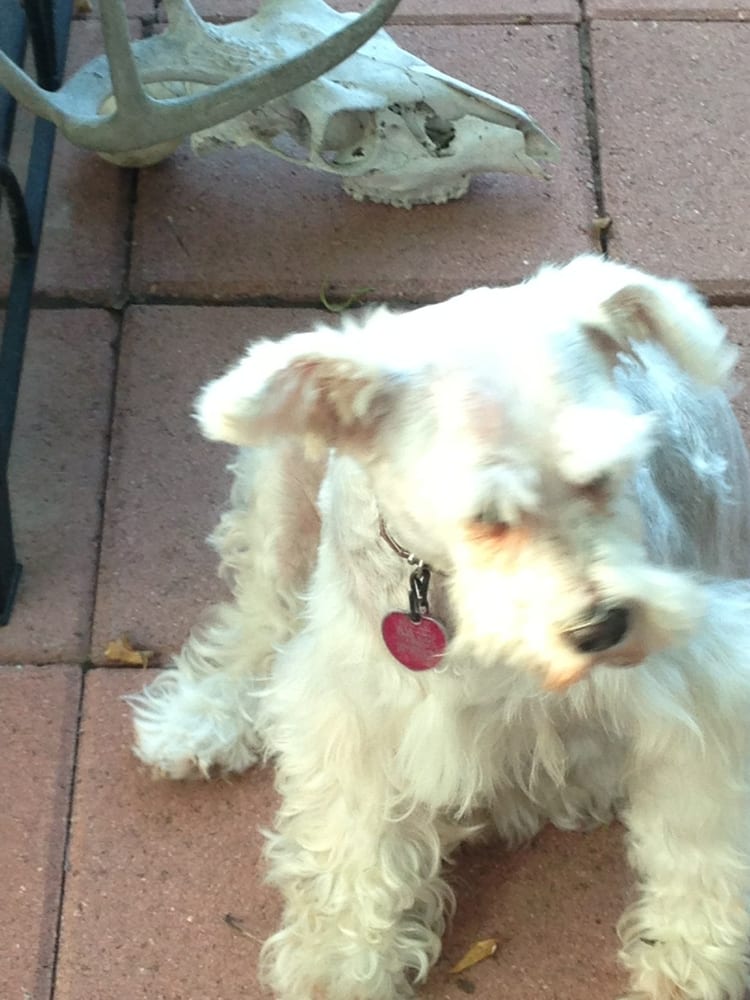 pet shops that sell puppies near me harlingen pets pet stores 1305 n 77 harlingen tx phone number pet shops that sell puppies near me harlingen pets pet stores 1305 n 77 harlingen tx phone number