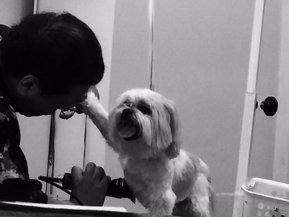 Certified Groomer’s House Last Updated June 2017 54 Photos & 43 Reviews Pet Groomers 712