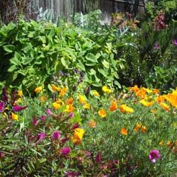 Plant By Numbers Garden Design garden design picture for garden planning Photo Of Blue Cat Garden Design Long Beach Ca United States Plant By Numbers Garden Design planting odd and even numbers in garden design Photo Of Blue Cat Garden Design Long Beach Ca United States