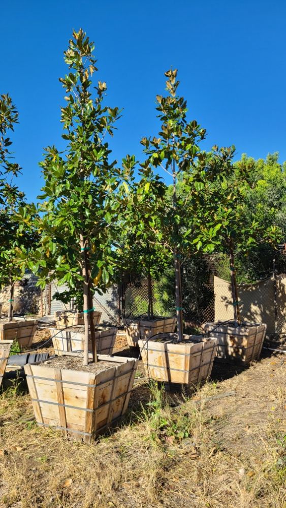 San Antonio Nursery