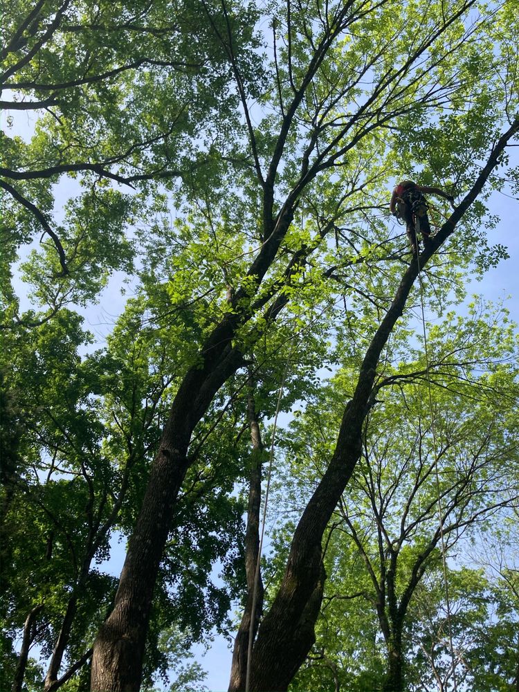 Lubbers & Sons Tree Care