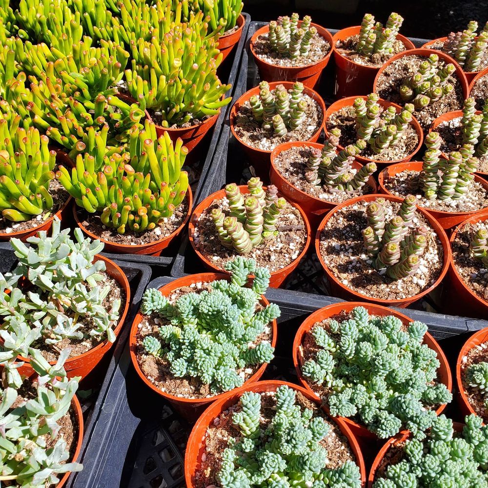 Evergreen Garden Center
