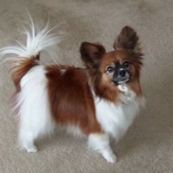 gypsy dog mobile grooming