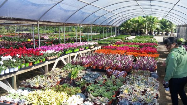 Briggs Tree Co Whole Nursery 1111 Poinsettia Ave Vista Ca Briggs Tree Co Whole Nursery 1111 Poinsettia Ave Vista Ca Nurseries Mapquest