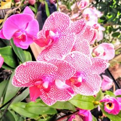 San Gabriel Nursery Florist 380 Photos 203 Reviews Nurseries Photo Of San Gabriel Nursery Florist Ca United States