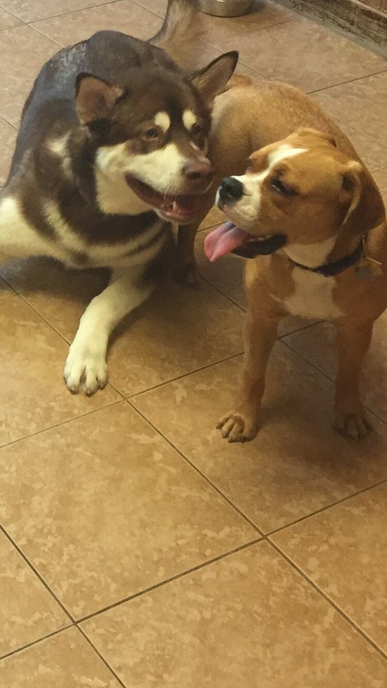 Glendale Pet Resort 17 Photos & 33 Reviews Pet Sitting 3645 San Fernando Rd, Glendale