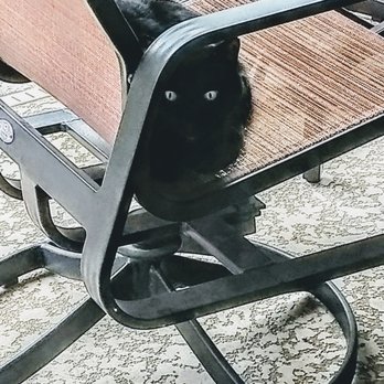 Feral Cats Sleeping On My Patio Furniture Yelp Feral Cats Sleeping On My Patio Furniture Yelp