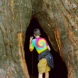 Big Basin Redwoods State Park 2231 Photos 633 Reviews Parks