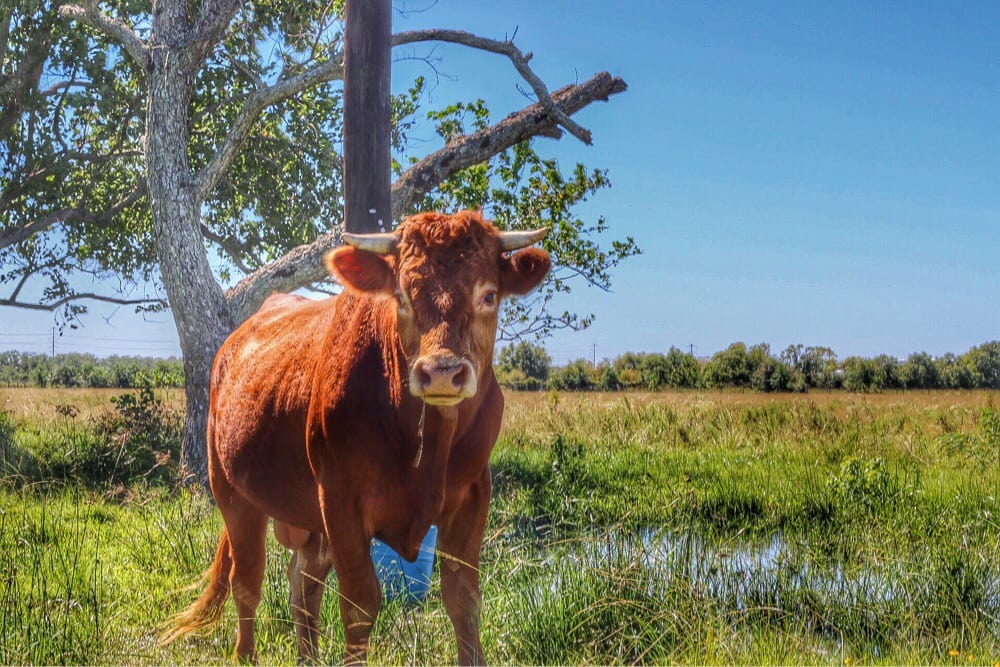 Law Ranch Cattle Company